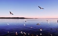 Seagulls Flying In The Sky Over The Lake Royalty Free Stock Photo