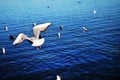 Seagulls Flying In The Sky Over The Lake Royalty Free Stock Photo