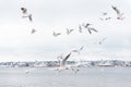 Seagulls flying in the sky over the river. Seagulls in port. River birds wildlife Royalty Free Stock Photo