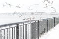 Seagulls flying in the sky over the river. Seagulls in port. River birds wildlife Royalty Free Stock Photo