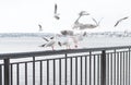 Seagulls flying in the sky over the river. Seagulls in port. River birds wildlife Royalty Free Stock Photo