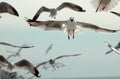 Seagulls flying in the sky Science name is Charadriiformes Laridae . Selective focus and shallow depth of field.