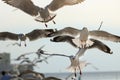 Seagulls flying in the sky Science name is Charadriiformes Laridae . Selective focus and shallow depth of field.