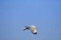 Seagulls flying in the sky ,