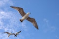 Seagulls flying in the sky Royalty Free Stock Photo