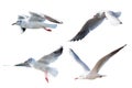 Seagulls Flying Style Isolated On White Background.