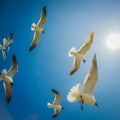 Seagulls flying in the sunny sky Royalty Free Stock Photo