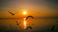 seagulls flying in sunset over the sea Royalty Free Stock Photo