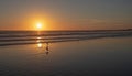 Seagulls flying at sunset on Port Hueneme beach California USA Royalty Free Stock Photo