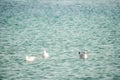 A flock of seagulls fly, fishing and swim in the sea. Warm sunset sky over the ocean. Silhouettes of seagulls flying in Royalty Free Stock Photo