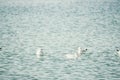 A flock of seagulls fly, fishing and swim in the sea. Warm sunset sky over the ocean. Silhouettes of seagulls flying in Royalty Free Stock Photo