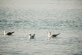 A flock of seagulls fly, fishing and swim in the sea. Warm sunset sky over the ocean. Silhouettes of seagulls flying in Royalty Free Stock Photo