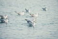 A flock of seagulls fly, fishing and swim in the sea. Warm sunset sky over the ocean. Silhouettes of seagulls flying in Royalty Free Stock Photo