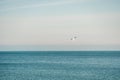 A flock of seagulls fly, fishing and swim in the sea. Warm sunset sky over the ocean. Silhouettes of seagulls flying in Royalty Free Stock Photo