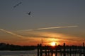 Seagulls flying into the sunset, Tarpon Springs, Florida Royalty Free Stock Photo