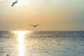 Seagulls flying at sunset vanilla sky little white clouds over the sea peacefulness beautiful nature background Royalty Free Stock Photo