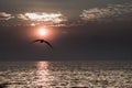 Seagulls flying at sunset vanilla sky little white clouds over the sea peacefulness beautiful nature background Royalty Free Stock Photo