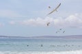 Seagulls flying and swimming at Paternoster Western Cape South Africa - Image
