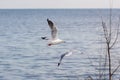 Seagulls are flying, symbolizing freedom and nature. A white tern hovering over food from people.