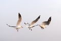 Seagulls flying Royalty Free Stock Photo