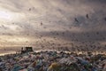 Seagulls flying in the trash