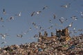 Seagulls flying in the trash