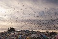 Seagulls flying in the trash Royalty Free Stock Photo