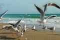 The seagulls flying-up and fighting for meal with waves of the s Royalty Free Stock Photo