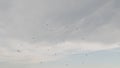 seagulls flying on a windy day against cloudy sky Royalty Free Stock Photo