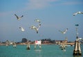 Seagulls follow a vaporetto in Venice