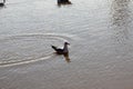 Seagulls found a fish lake.