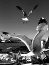 Seagulls Royalty Free Stock Photo