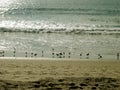 Seagulls Frolicking by the Beach, Santa Monica Beach, California, USA Royalty Free Stock Photo