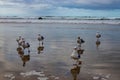 Seagulls frolicking on the Oregon coast