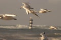 Seagulls in front of a lighthouse in the Atlantic in Brittany