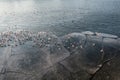 Seagulls on frozen river, ice cold weather Royalty Free Stock Photo