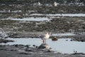 Seagulls among the garbage on the dirty beach. Environmental disaster, the danger of industrial pollution. Birds on the background