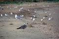 Seagulls among the garbage on the dirty beach. Environmental disaster, the danger of industrial pollution. Birds on the background