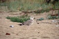 Seagulls among the garbage on the dirty beach. Environmental disaster, the danger of industrial pollution. Birds on the background