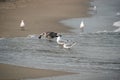 Seagulls among the garbage on the dirty beach. Environmental disaster, the danger of industrial pollution. Birds on the background