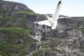 Seagulls, Geirangerfjord, ,Norway