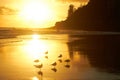 Seagulls on a glorious golden beach at sunrise