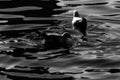 Seagulls in Green lake parks Royalty Free Stock Photo