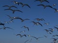 Seagulls in a Group