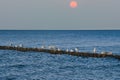 Seagulls on a groyne in the Baltic Sea. Waves at sunset. Coast by the sea. Animal