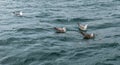 Gulls fight over a piece of bread in SÃ¨te, Occitanie, France Royalty Free Stock Photo