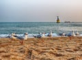 Seagulls in Haeundae Beach, Busan, South Korea Asia Royalty Free Stock Photo