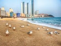 Seagulls in Haeundae Beach, Busan, South Korea Asia Royalty Free Stock Photo