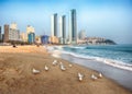 Seagulls in Haeundae Beach, Busan, South Korea Asia Royalty Free Stock Photo