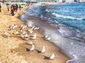 Seagulls at Haeundae Beach, Busan Royalty Free Stock Photo